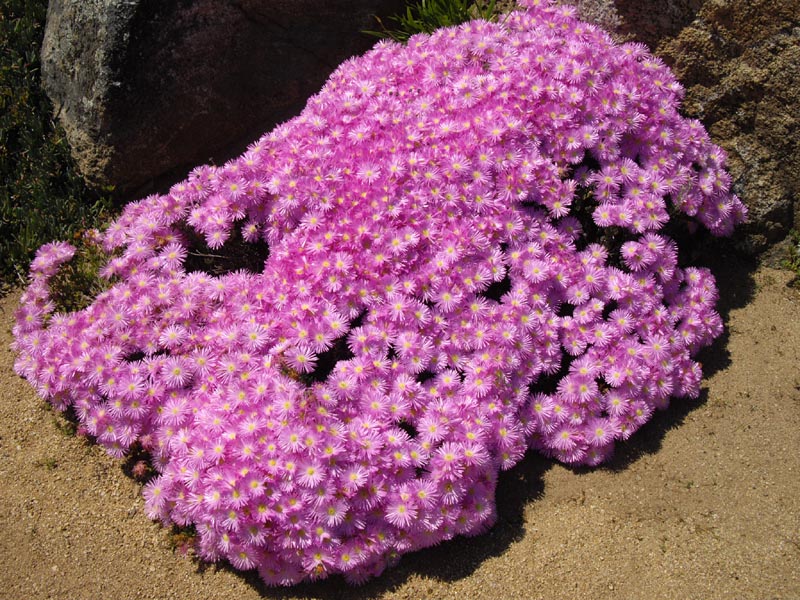 Lampranthus sp photo